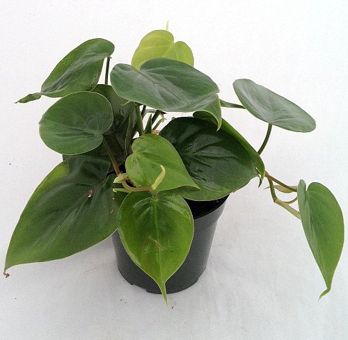 Heart Leaf Philodendron - Easiest House Plant to Grow - 4" Pot - Live Plant