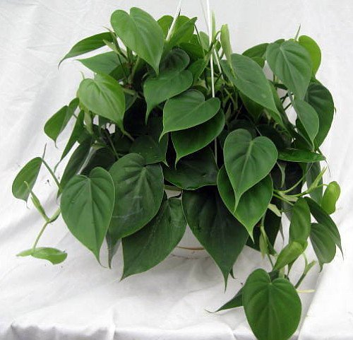 Heart Leaf Philodendron - Easiest House Plant to Grow - 4" Pot - Live Plant