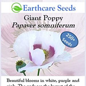 Earthcare Seeds Giant Poppy 250 Seeds (Papaver Somniferum Giganteum) Non GMO - Heirloom