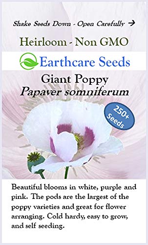 Earthcare Seeds Giant Poppy 250 Seeds (Papaver Somniferum Giganteum) Non GMO - Heirloom