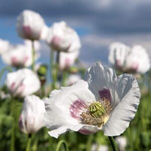 Earthcare Seeds Giant Poppy 250 Seeds (Papaver Somniferum Giganteum) Non GMO - Heirloom