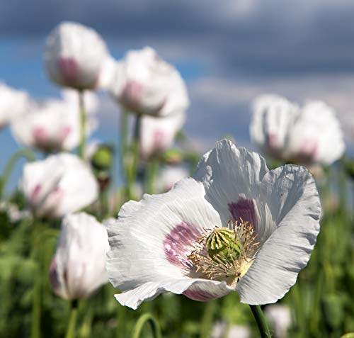 Earthcare Seeds Giant Poppy 250 Seeds (Papaver Somniferum Giganteum) Non GMO - Heirloom