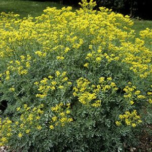 outsidepride ruta graveolens rue herb & flower garden plants - 1000 seeds