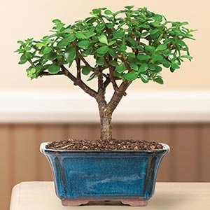 dwarf jade bonsai tree mother's day gift