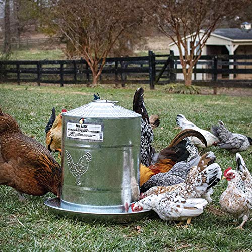 Manna Pro Hanging Chicken Waterer for Chicken Coop | Holds 2 Gallons of Water | Harris Farms Galvanized Steel Double Wall Poultry Drinker ,Silver