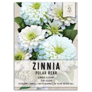 seed needs, polar bear white zinnia seeds - 250 heirloom flower seeds for planting zinnia elegans - attracts bumblebees, honeybees & butterflies (1 pack)