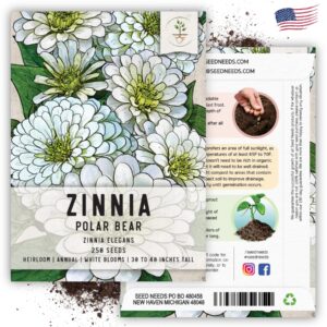 Seed Needs, Polar Bear White Zinnia Seeds - 250 Heirloom Flower Seeds for Planting Zinnia elegans - Attracts bumblebees, Honeybees & Butterflies (1 Pack)