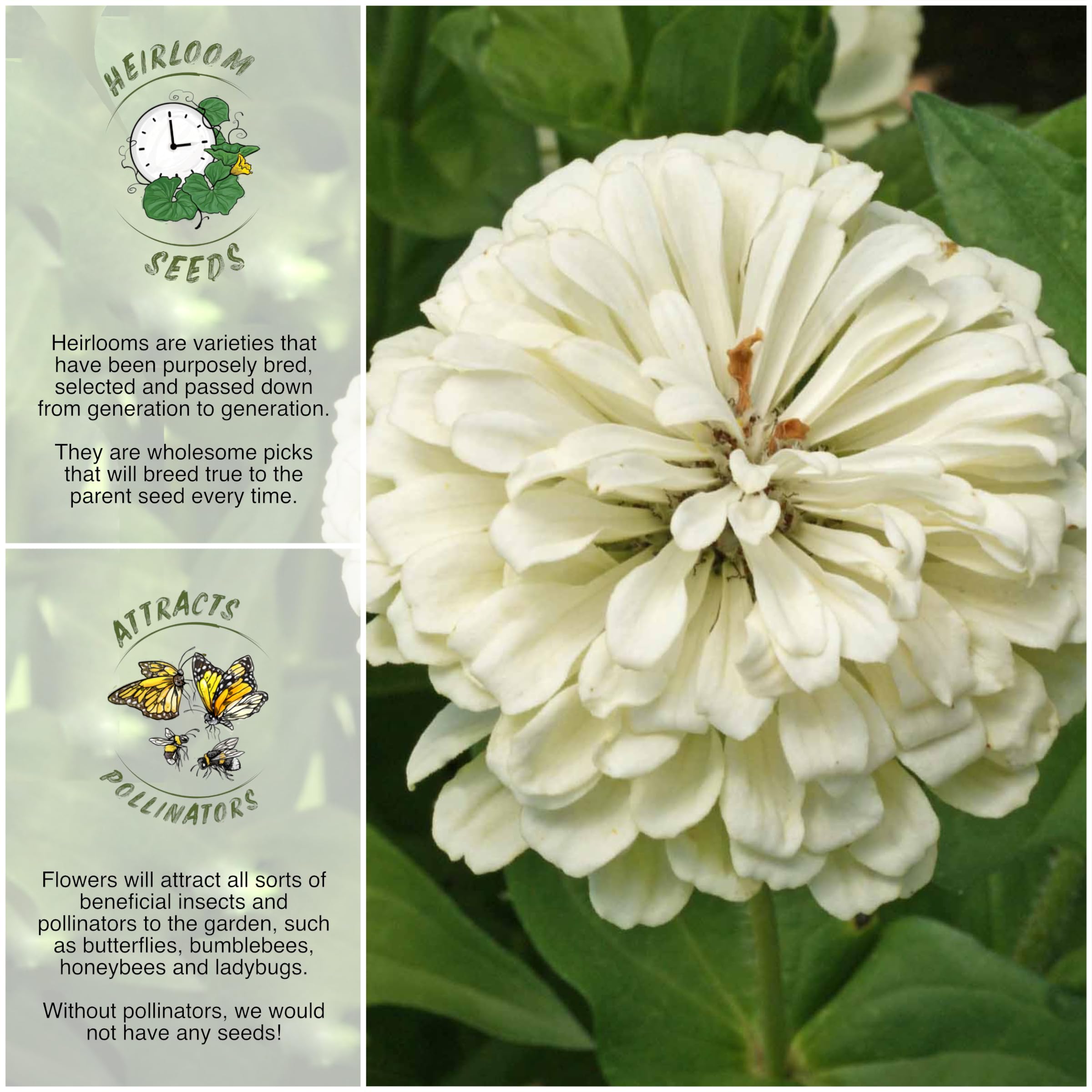 Seed Needs, Polar Bear White Zinnia Seeds - 250 Heirloom Flower Seeds for Planting Zinnia elegans - Attracts bumblebees, Honeybees & Butterflies (1 Pack)