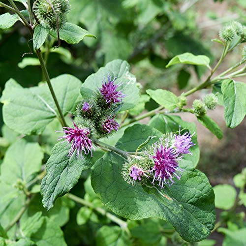 Outsidepride Burdock Arctium Lappa Nutritious Vegetable & Herb Garden Plant - 1000 Seeds