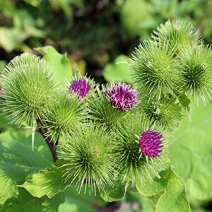 Outsidepride Burdock Arctium Lappa Nutritious Vegetable & Herb Garden Plant - 1000 Seeds