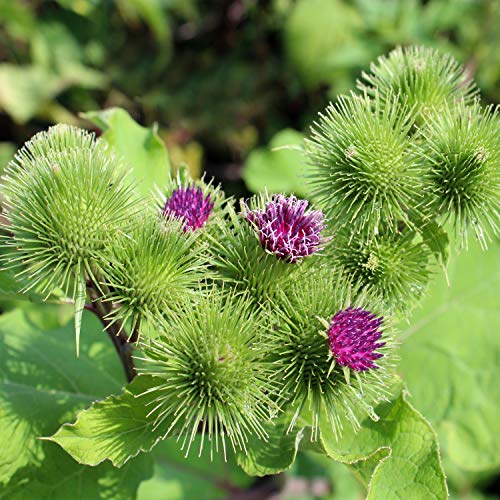 Outsidepride Burdock Arctium Lappa Nutritious Vegetable & Herb Garden Plant - 1000 Seeds