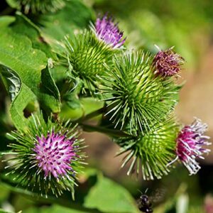 Outsidepride Burdock Arctium Lappa Nutritious Vegetable & Herb Garden Plant - 1000 Seeds