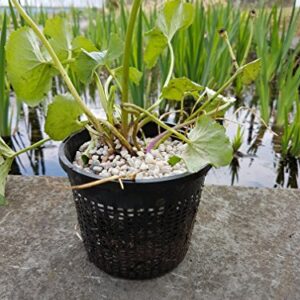 Pond H2o 5" Round Water Garden Pond Aquatic Plastic Mesh Slotted Plant Basket X 3 Pack, Plastic Water Garden Planting Basket Aquaponics, Hydroponics Slotted Mesh