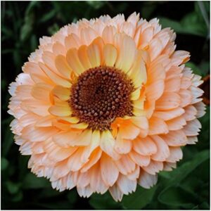 seed needs, 1000+ calendula pink surprise seeds (calendula officinalis) non-gmo wildflowers - butterfly and bee attracting! - bulk