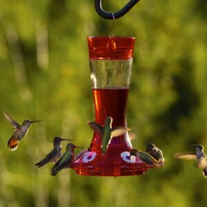 more birds bird health+ garnet hummingbird feeder, glass hummingbird feeders for outdoors, 5 feeding stations, 20 ounces