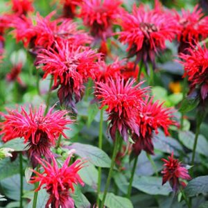 outsidepride red monarda didyma bee balm flowers for butterflies, hummingbirds, & pollinators - 250 seeds