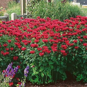 Outsidepride Red Monarda Didyma Bee Balm Flowers for Butterflies, Hummingbirds, & Pollinators - 250 Seeds