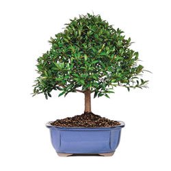 bonsaioutlet bonsai tree - - dwarf cherry tree
