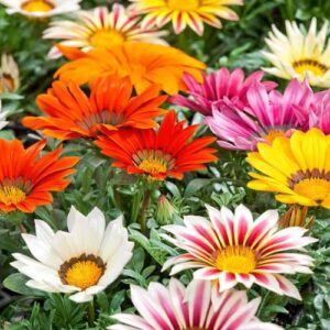 Outsidepride Gazania New Day Mix Heat & Drought Tolerant Garden Flower & Ground Cover Plants - 25 Seeds