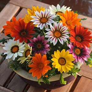 Outsidepride Gazania New Day Mix Heat & Drought Tolerant Garden Flower & Ground Cover Plants - 25 Seeds