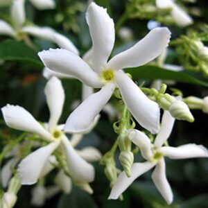 Confederate Star Jasmine Plant - 6" Pot - Extremely Fragrant Vine