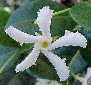 confederate star jasmine plant - 6" pot - extremely fragrant vine