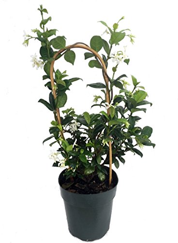 Confederate Star Jasmine Plant - 6" Pot - Extremely Fragrant Vine