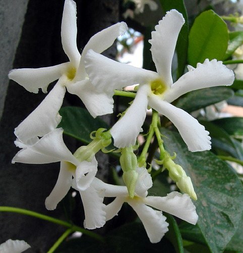 Confederate Star Jasmine Plant - 6" Pot - Extremely Fragrant Vine