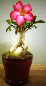 desert rose bonsai style