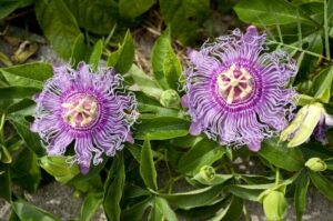 9greenbox - maypop purple passion flower - 4'' pot live plant ornament decor for home, kitchen, office, table, desk - attracts zen, luck, good fortune - non-gmo, grown in the usa