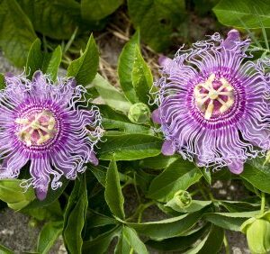 9GreenBox - Maypop Purple Passion Flower - 4'' Pot Live Plant Ornament Decor for Home, Kitchen, Office, Table, Desk - Attracts Zen, Luck, Good Fortune - Non-GMO, Grown in The USA