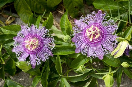 9GreenBox - Maypop Purple Passion Flower - 4'' Pot Live Plant Ornament Decor for Home, Kitchen, Office, Table, Desk - Attracts Zen, Luck, Good Fortune - Non-GMO, Grown in The USA