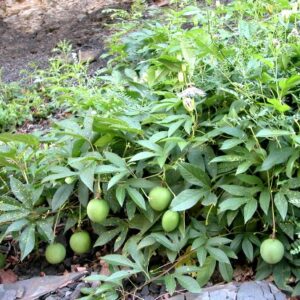 9GreenBox - Maypop Purple Passion Flower - 4'' Pot Live Plant Ornament Decor for Home, Kitchen, Office, Table, Desk - Attracts Zen, Luck, Good Fortune - Non-GMO, Grown in The USA