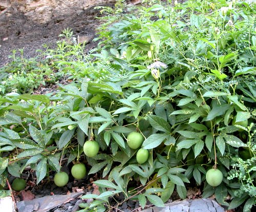 9GreenBox - Maypop Purple Passion Flower - 4'' Pot Live Plant Ornament Decor for Home, Kitchen, Office, Table, Desk - Attracts Zen, Luck, Good Fortune - Non-GMO, Grown in The USA