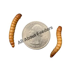 500ct live giant mealworms, reptile, birds, best bait