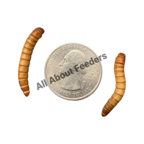 500ct Live Giant Mealworms, Reptile, Birds, Best Bait