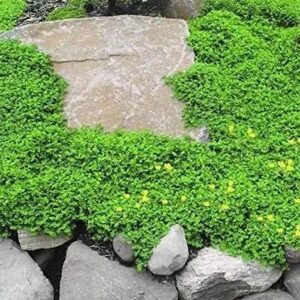 outsidepride perennial herniaria glabra green carpet rupturewort low growing, spreading, ground cover - 10000 seeds