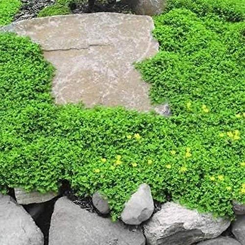 Outsidepride Perennial Herniaria Glabra Green Carpet Rupturewort Low Growing, Spreading, Ground Cover - 10000 Seeds