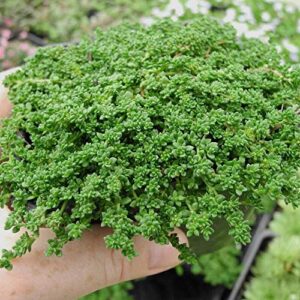 Outsidepride Perennial Herniaria Glabra Green Carpet Rupturewort Low Growing, Spreading, Ground Cover - 10000 Seeds