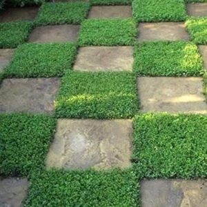 Outsidepride Perennial Herniaria Glabra Green Carpet Rupturewort Low Growing, Spreading, Ground Cover - 10000 Seeds