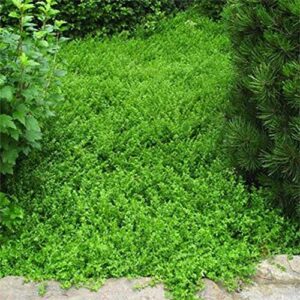 Outsidepride Perennial Herniaria Glabra Green Carpet Rupturewort Low Growing, Spreading, Ground Cover - 10000 Seeds