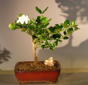 bonsai boy flowering dwarf plum - medium carissa macrocarpa
