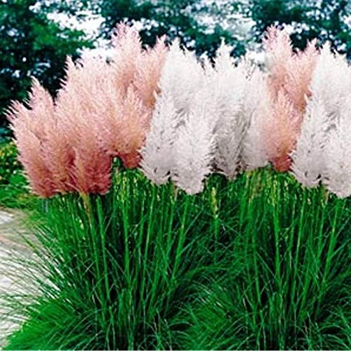 Outsidepride Perennial Cortaderia Selloana Tall Pampas Grass Plant Mix - 1000 Seeds