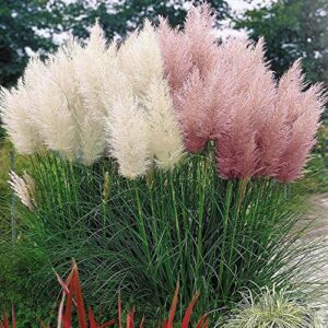 Outsidepride Perennial Cortaderia Selloana Tall Pampas Grass Plant Mix - 1000 Seeds