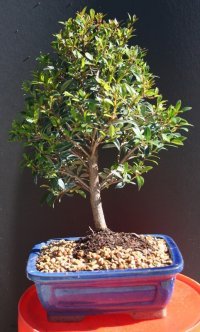 Indoorbonsaiandexotics Brush Cherry Bonsai Indoor Tree