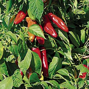 Hatch Red Chile Medium 30 Seeds - Sweet Hatch Flavor with Some Heat - Non-GMO