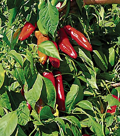 Hatch Red Chile Medium 30 Seeds - Sweet Hatch Flavor with Some Heat - Non-GMO