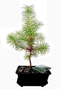 9greenbox - japanese black pine bonsai with water tray and fertilizer