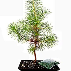 9GreenBox - Japanese Black Pine Bonsai with Water Tray and Fertilizer