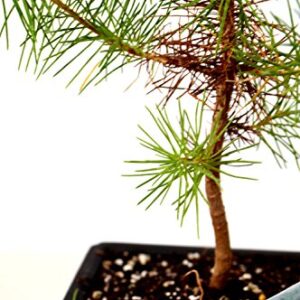 9GreenBox - Japanese Black Pine Bonsai with Water Tray and Fertilizer